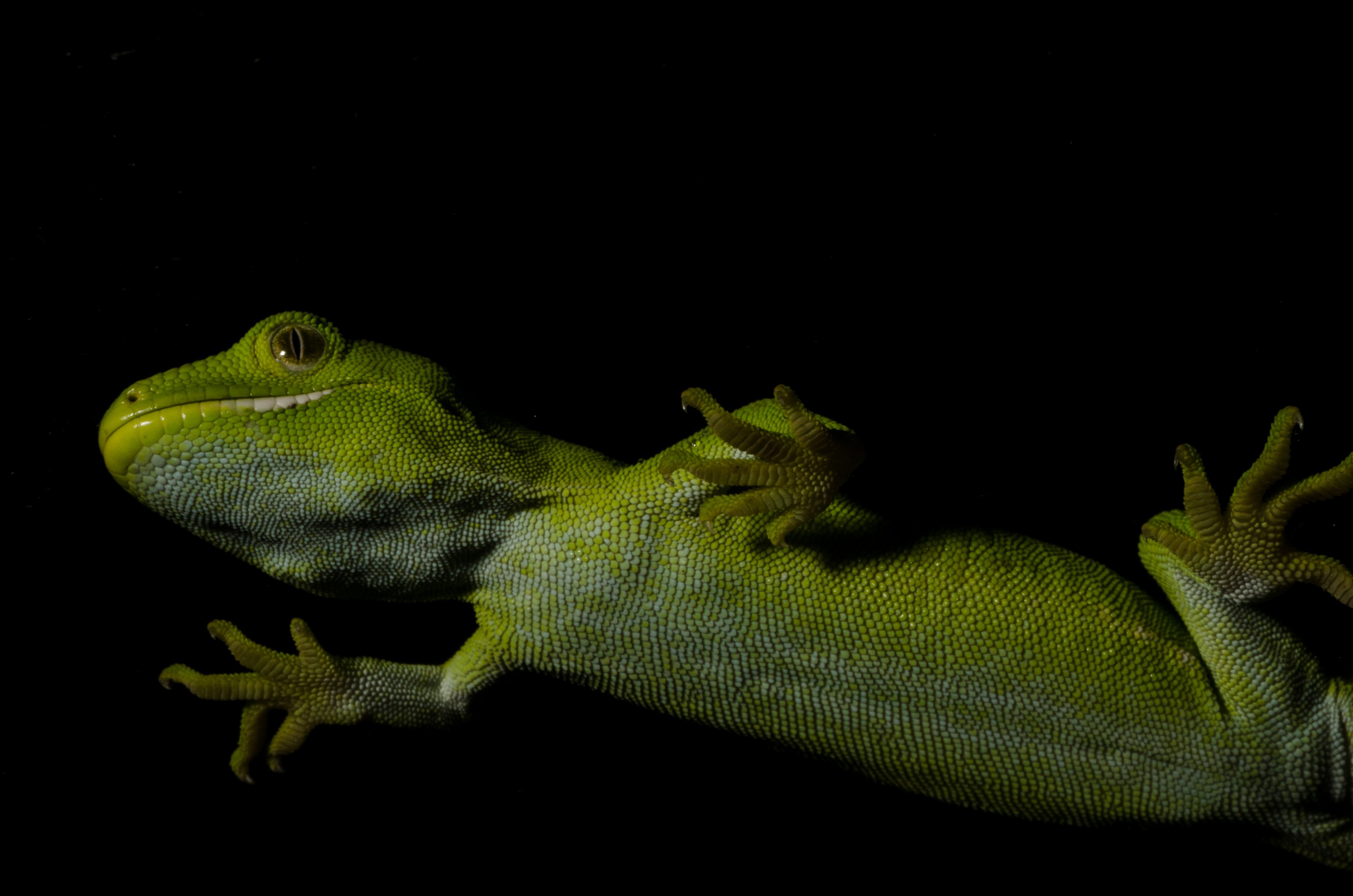DSC_6070 – Auckland, green, gecko, Naultinus, elegans, elegans, home, lizard, Crispin, reptiles, amphibians, rare, cold, blood, new, new zealand, zealand, nz